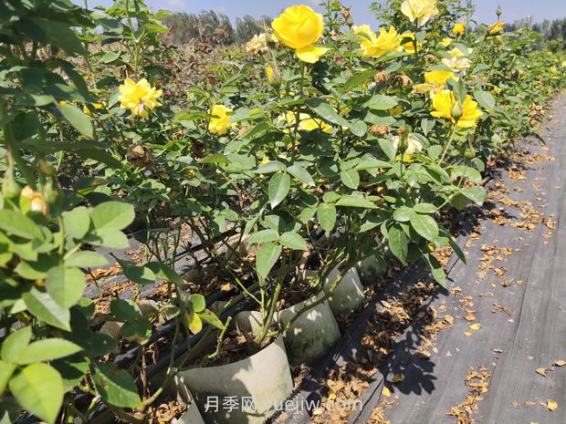苗木葉片發(fā)黃怎么辦？原因分析和解決施策(圖1)