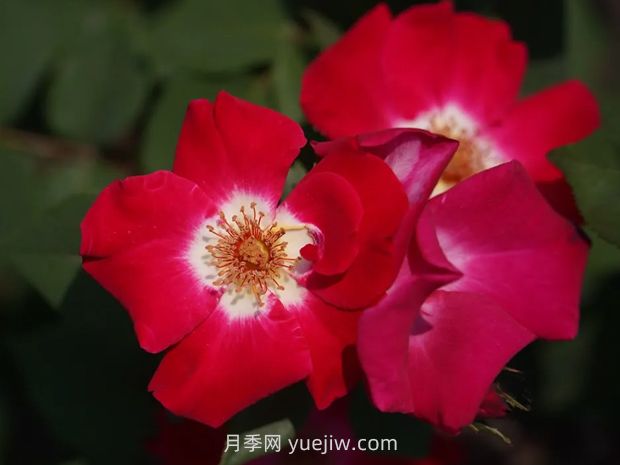 月季新品爭奇斗艷，是如何培育出來的？(圖2)