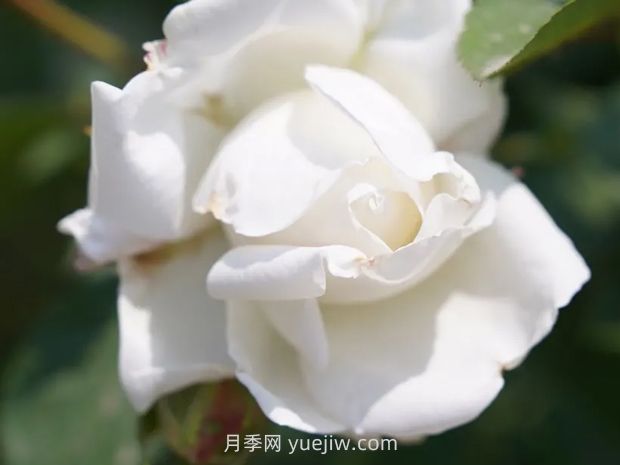 月季新品爭奇斗艷，是如何培育出來的？(圖3)
