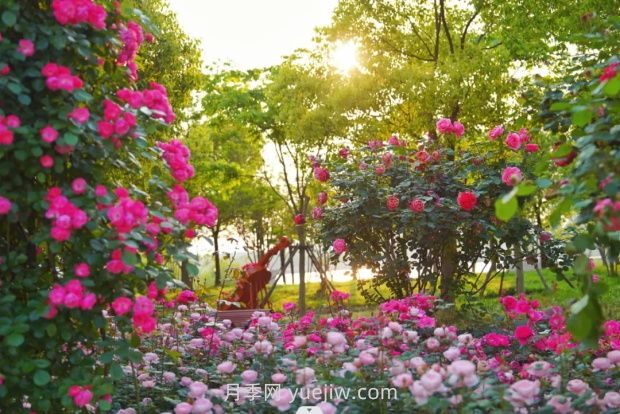 上海前灘休閑公園，月季花海盛景等你賞(圖1)