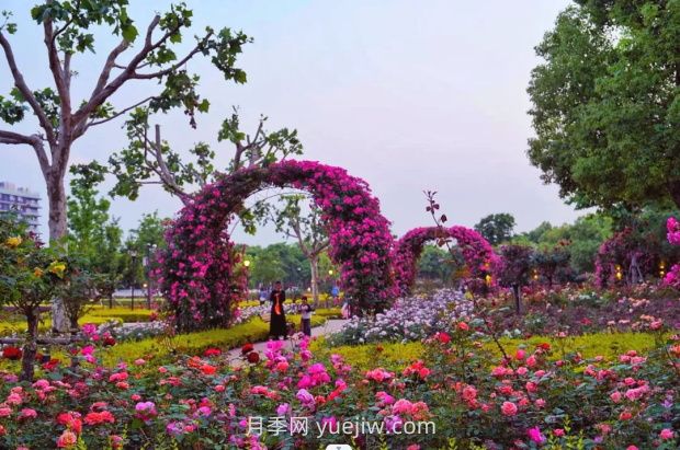 上海前灘休閑公園，月季花海盛景等你賞(圖2)