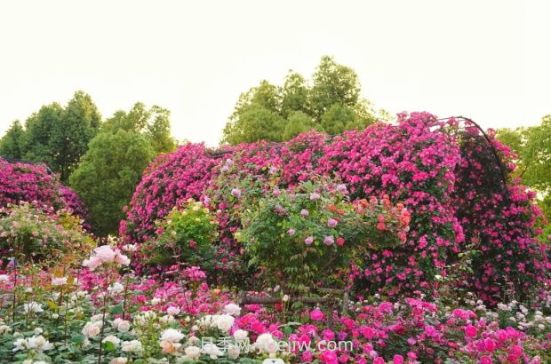 上海前灘休閑公園，月季花海盛景等你賞(圖3)