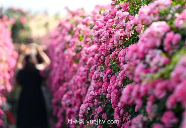 紅河彌勒月季花墻，安吉拉出彩綻放(圖1)