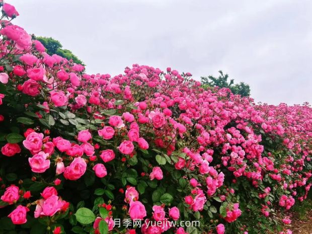 上海放鶴谷無門票，30萬朵200多種月季開成了花海(圖1)