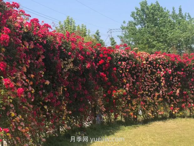 上海放鶴谷無門票，30萬朵200多種月季開成了花海(圖2)
