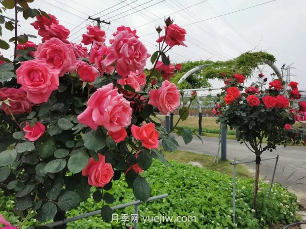 上海放鶴谷無門票，30萬朵200多種月季開成了花海(圖3)