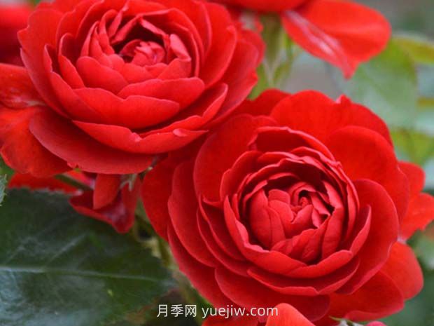 法國玫昂月季，品種匯集(圖8)