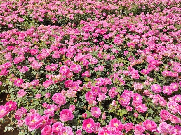 園林綠化中常見(jiàn)月季花類型及品種介紹(圖7)