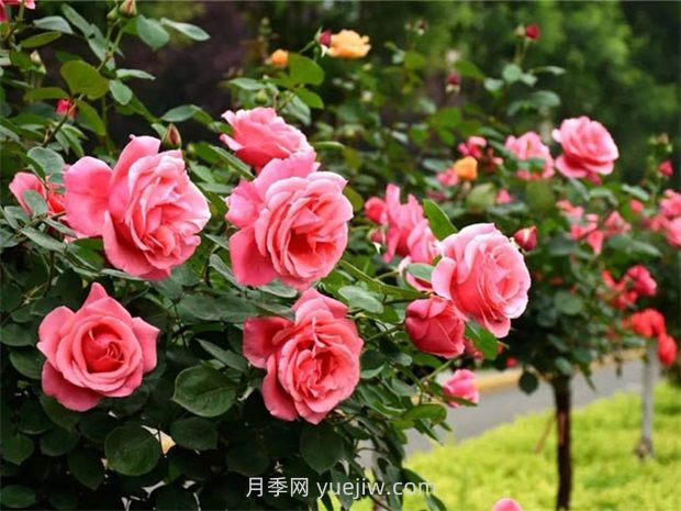 園林綠化中常見(jiàn)月季花類型及品種介紹(圖2)