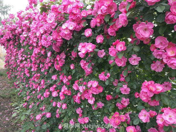 園林綠化中常見(jiàn)月季花類型及品種介紹(圖4)