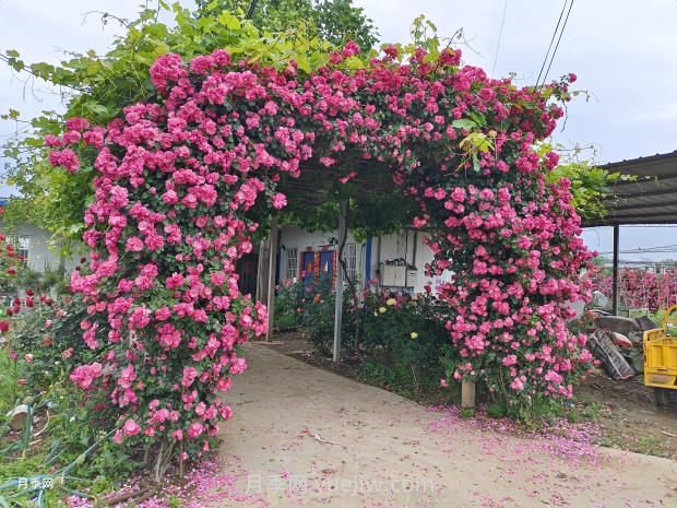 園林綠化中常見(jiàn)月季花類型及品種介紹(圖5)