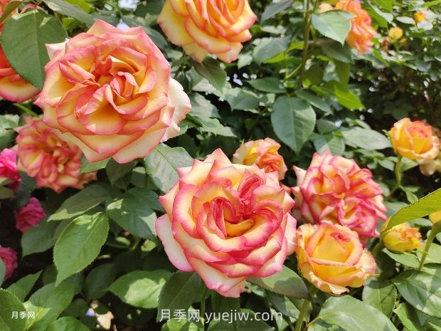 5月下旬月季容易黃葉的原因和應(yīng)對(duì)措施(圖1)