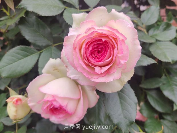 薔薇和藤蔓月季的區(qū)別？(圖1)