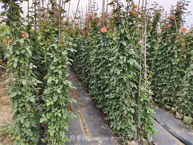 藤蔓月季是什么？藤本月季怎么養(yǎng)護(hù)？(圖2)