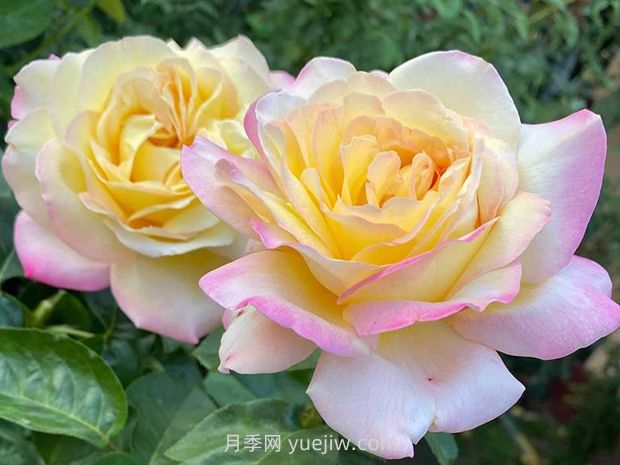 殿堂月季品種，18款被全世界深愛(ài)的月季(圖1)