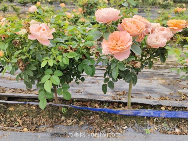 棒棒糖月季怎么養(yǎng)？養(yǎng)護小技巧，越長越旺(圖1)