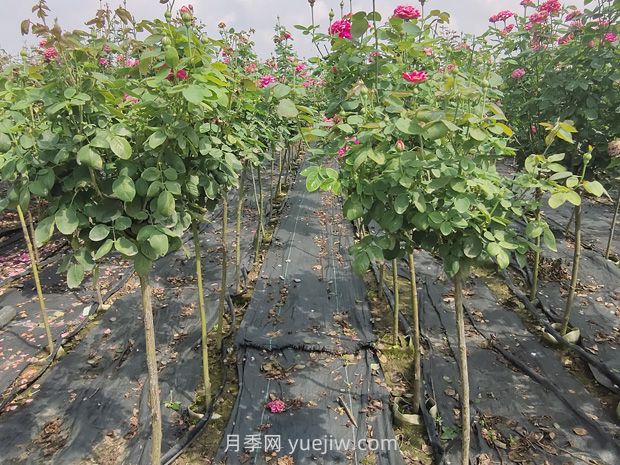 棒棒糖月季怎么養(yǎng)？養(yǎng)護小技巧，越長越旺(圖2)