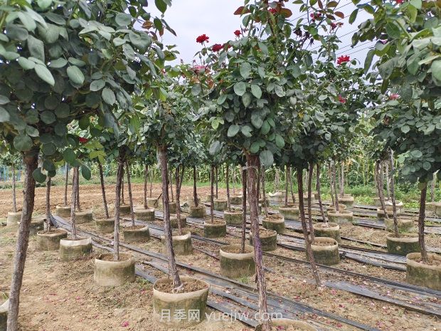 氣溫逐漸上升，春植苗木新芽開始干枯回芽怎么辦？(圖1)