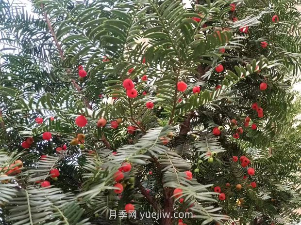 紅豆杉如何養(yǎng)護(圖1)