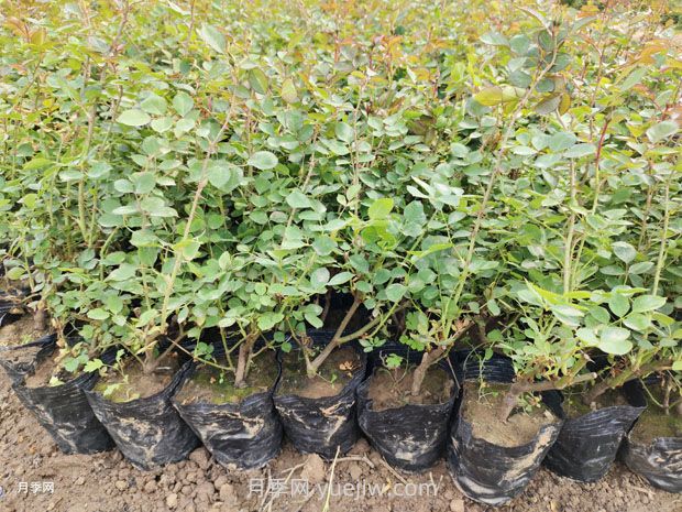 豐花月季的種植方法和養(yǎng)護管理(圖2)