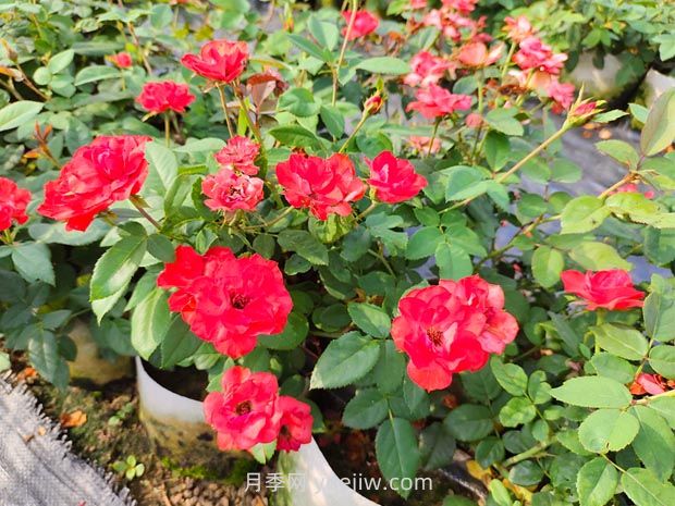 豐花月季的種植方法和養(yǎng)護管理(圖3)