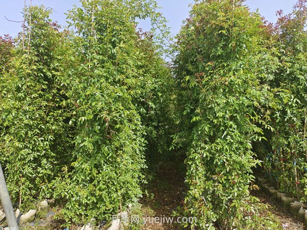薔薇幾月份開花？(圖3)