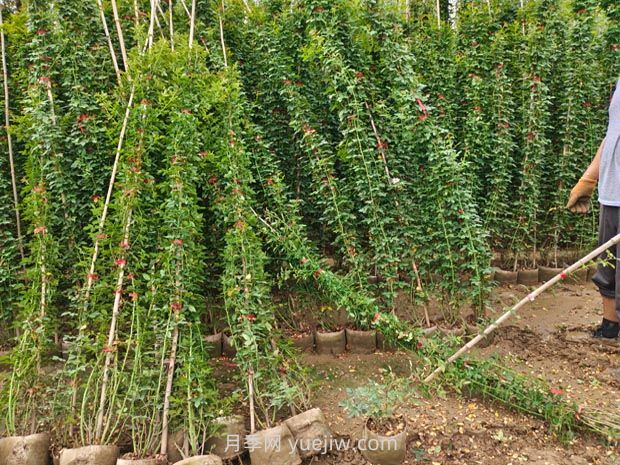 薔薇花怎樣種植？(圖1)