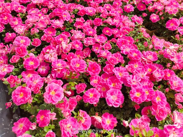 美植袋月季大苗批發(fā)，精品仙境抗病強(qiáng)花期長(圖1)