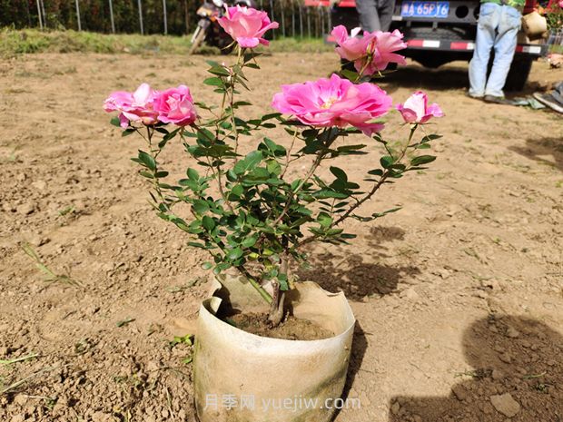 美植袋月季大苗批發(fā)，精品仙境抗病強(qiáng)花期長(圖3)