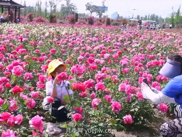 鹽城射陽縣鶴鄉(xiāng)菊海8萬株月季花盛放，打卡圣地(圖1)