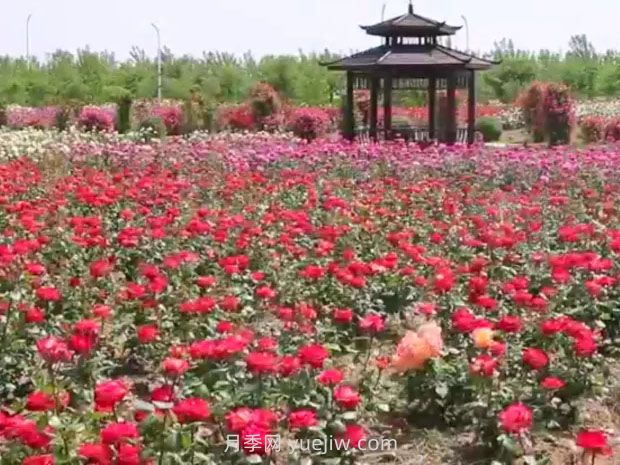 鹽城射陽縣鶴鄉(xiāng)菊海8萬株月季花盛放，打卡圣地(圖2)