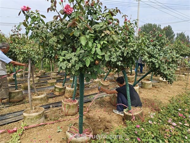 樹樁月季移植之后，先搭支撐還是先澆水？(圖2)