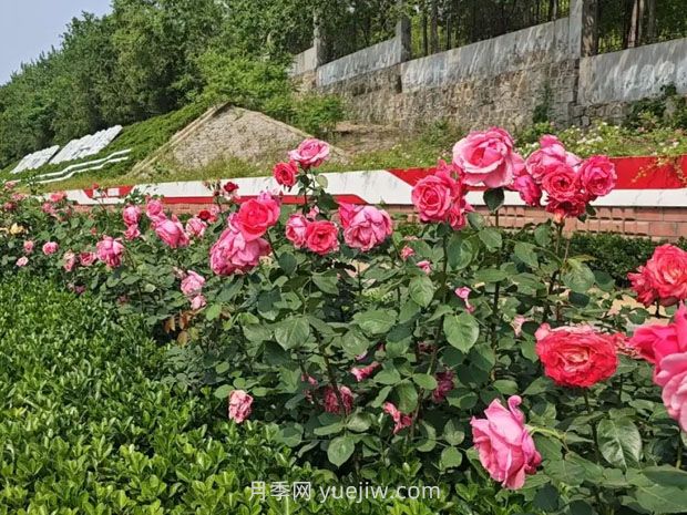 1.5萬株大花月季盛開，煙臺鮮花大道浪漫上線(圖2)
