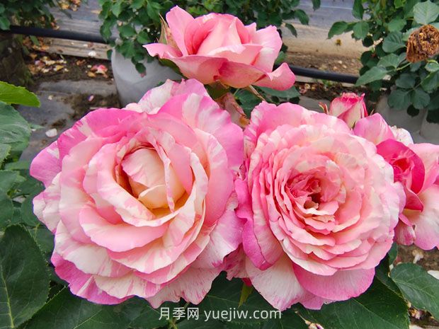 推薦16種雙色條紋月季品種，感受色彩與線條的碰撞(圖4)