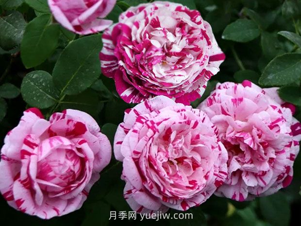 推薦16種雙色條紋月季品種，感受色彩與線條的碰撞(圖2)