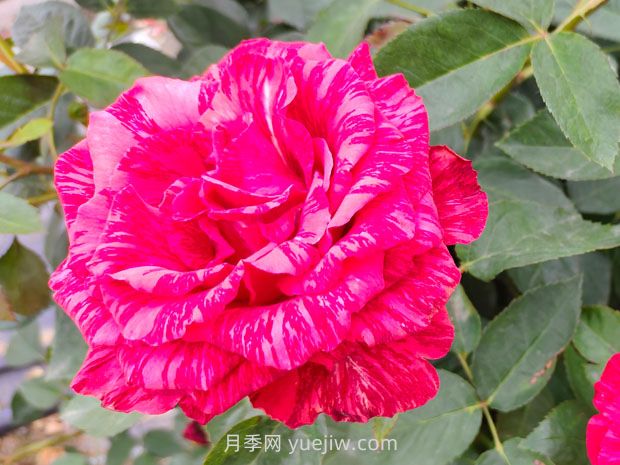 推薦16種雙色條紋月季品種，感受色彩與線條的碰撞(圖7)