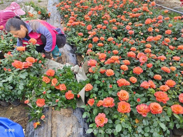 紅從容月季，花型美抗性佳，花色漸變美化花壇(圖3)