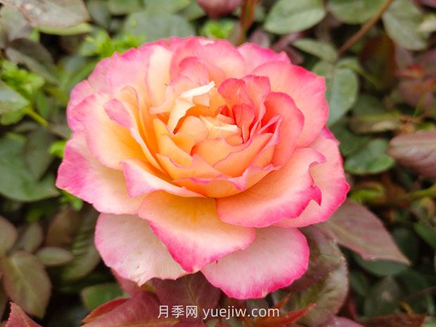 月季花的花語(yǔ)和寓意是什么？(圖1)
