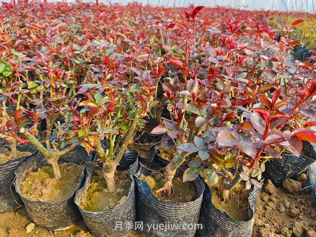 新買的月季苗怎么移栽？(圖1)