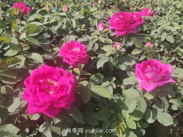 月季白粉病是什么原因造成的？(圖1)