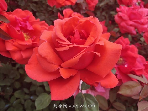 如何通過(guò)修剪大花月季，保證它的生長(zhǎng)健康？(圖1)