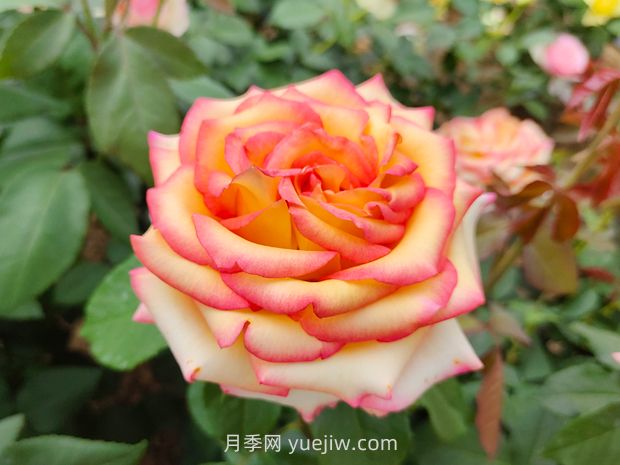 什么是大花月季的繁殖方法？怎么做才能生根成活？(圖1)