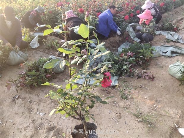 什么是大花月季的繁殖方法？怎么做才能生根成活？(圖2)