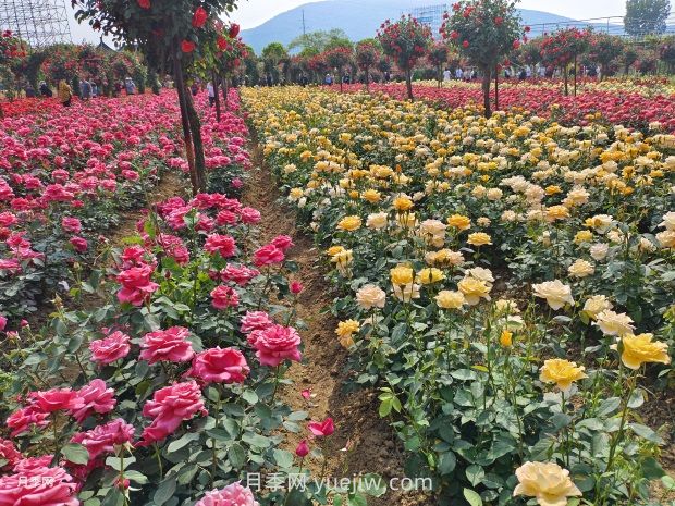 月季花的第二次開(kāi)花：如何讓花長(zhǎng)得更好？(圖1)