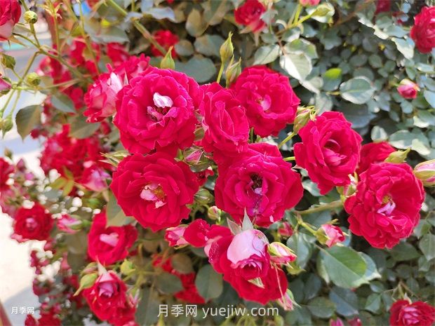 如何解決月季開(kāi)花不旺？(圖1)