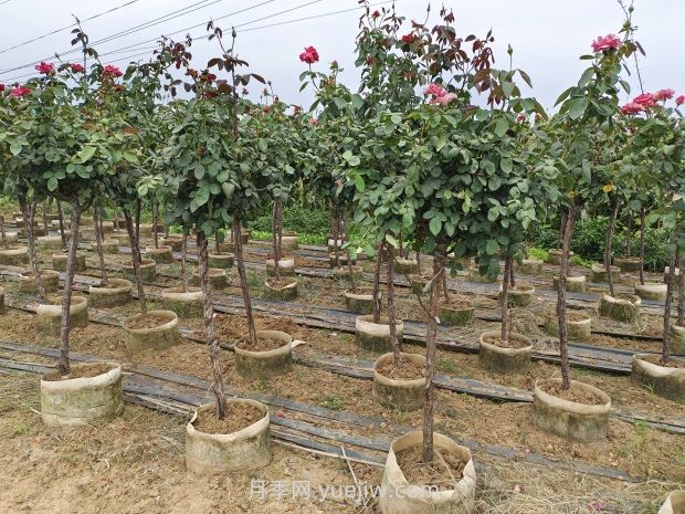 造成樹狀月季不開花的因素有哪些？(圖1)