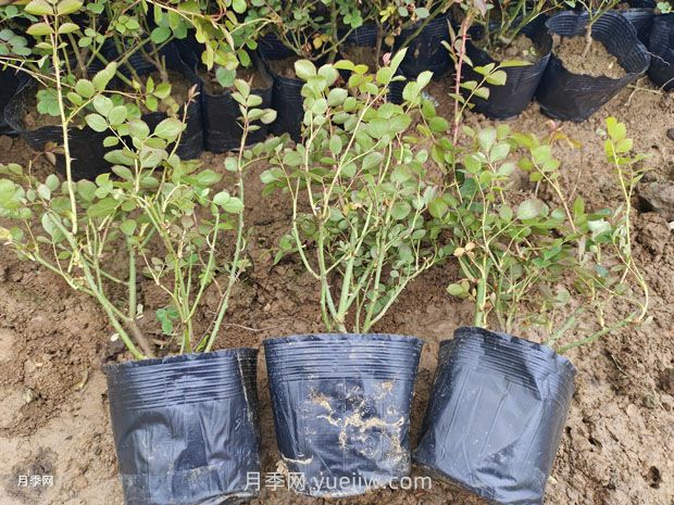 品種月季價(jià)格哪里便宜，多少錢？(圖1)