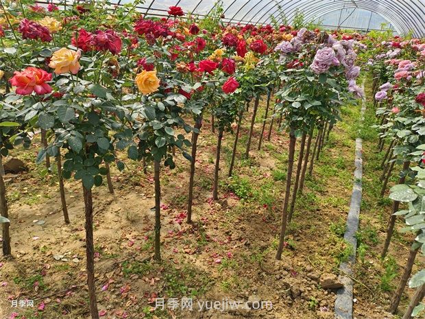 樹(shù)狀月季怎么種植？(圖1)