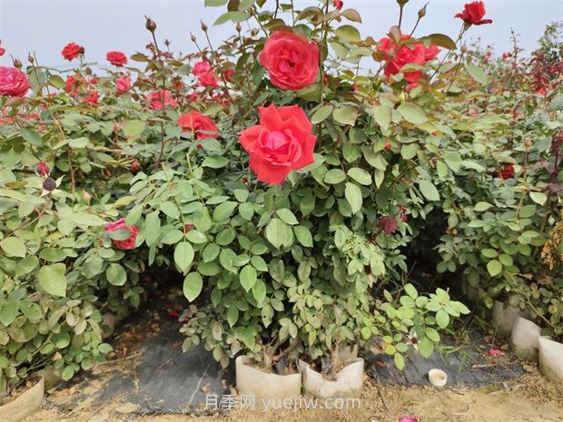 大花月季花可以嫁接培育嗎？(圖1)