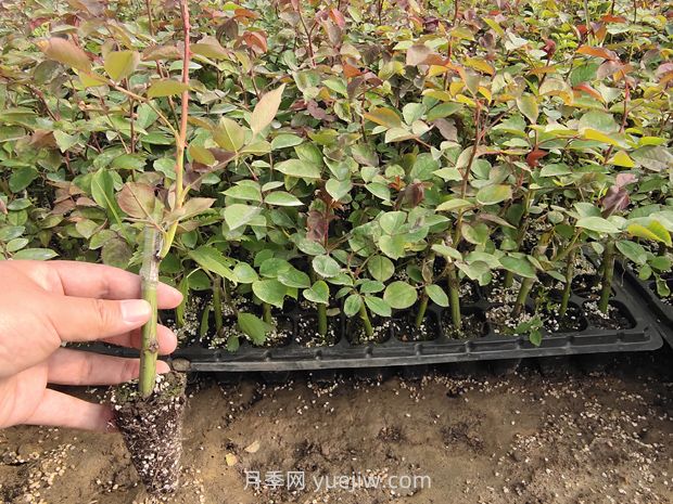 大花月季花可以嫁接培育嗎？(圖2)